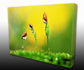   Giclee on Canvas Fine art prints